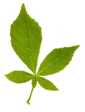 Kestane ağaç izole üzerinde beyaz arka plan yaprak