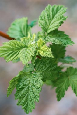 Ahududu yetiştiriciliği sonra ilkbaharda yeşil yaprakları ile dallarında