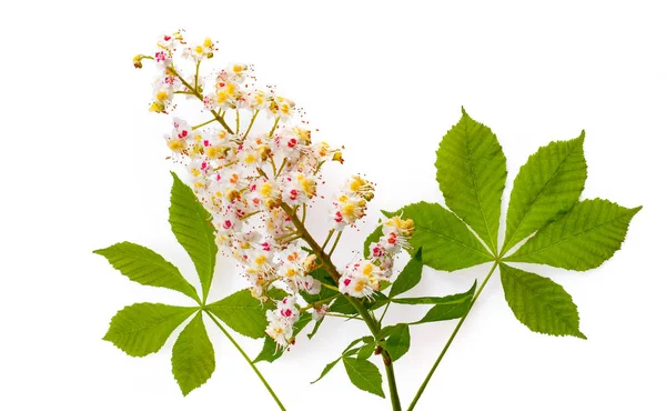 Koňský Kaštan Aesculus Leawes Květin Izolované Bílém Pozadí — Stock fotografie