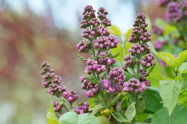 Branche Lilas Fleurs Dans Jardin Printemps — Photo