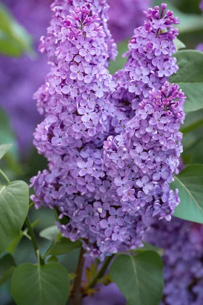 Branche Printanière Lilas Fleurs — Photo