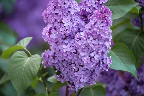 美しい紫のライラックの花が咲く — ストック写真