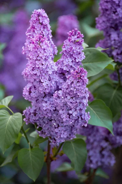 Les Fleurs Lilas Beau Bouquet Lilas Gros Plan — Photo