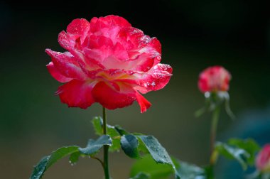 Pembe güller çiy ile damla yeşil yaprakları bir arka plan üzerinde