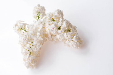 Beyaz arka plan üzerinde beyaz leylak dalı