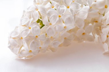 Beyaz arkaplanda leylak çiçekleri