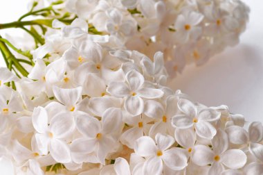 Eflatun çiçekler çiçek açmış. Makro studio fotoğraf.