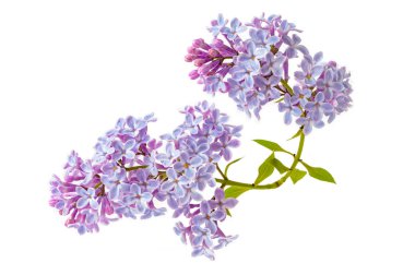 Beyaz arka plan üzerinde izole Lila çiçek çiçeklenme