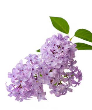 Beyaz arka plan üzerinde izole lila çiçek şube