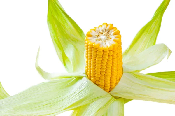 Ear Corn Isolated White Background — Stock Photo, Image