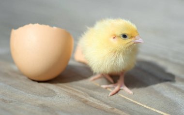 Sevimli küçük tavuk yumurta yakınındaki