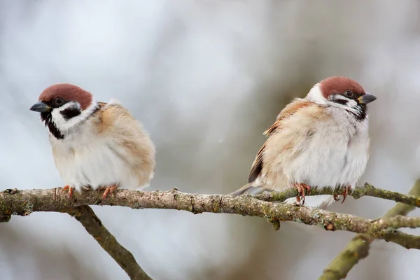 Vogels Mussen Een Tak Het Voorjaar — Stockfoto