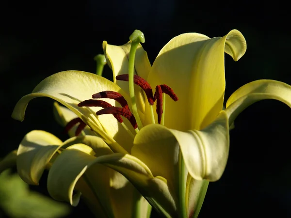 Blumen Gelbe Lilie Auf Dunklem Hintergrund — Stockfoto