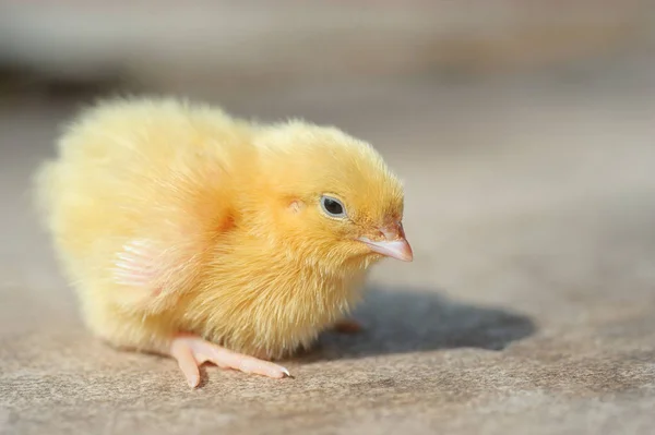 Mały Żółty Kurczak Drewnianą Podłogę Uprawa Sprzedaż Drobiu — Zdjęcie stockowe
