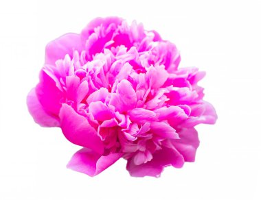 beyaz arkaplanda yalıtılmış şakayık çiçeği