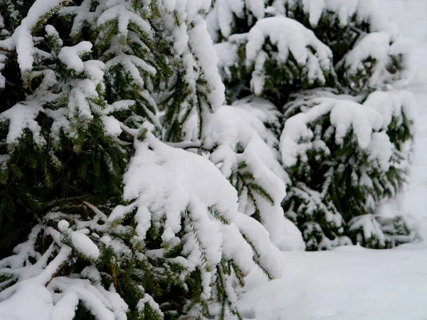 Pinheiros Inverno Neve Nova — Fotografia de Stock