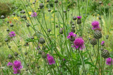 Çiçekler badana peygamberçiçeği veya Centaurea dealbata