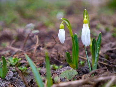 Kardelen çiçek bahar. Güzel günbatımında kurtçukları çiçek açmış. Hassas kardelen çiçek bahar sembolleri biridir. (Amaryllidaceae - Galanthus nivalis)