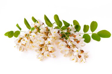 Çiçek açması akasya ile yapraklar üzerinde izole beyaz arka plan, siyah çekirge, akasya çiçekler, Robinia pseudoacacia (beyaz akasya)