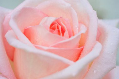 pembe gül çiçek yakın çekim ile damla