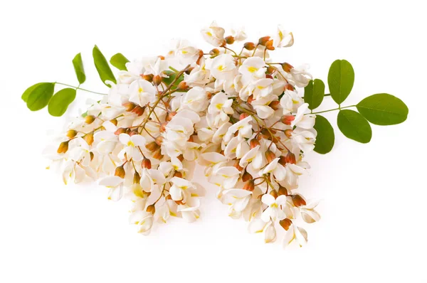 Branche Fleurs Blanches Acacia Isolées Sur Blanc — Photo