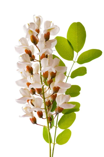 Fleurs Acacia Avec Feuilles Sur Blanc — Photo