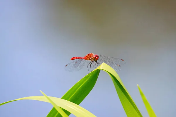 Belle Libellule Rouge Gros Plan Sur Herbe — Photo