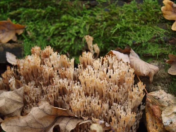Cogumelos Uma Floresta Outono Dia Quente — Fotografia de Stock