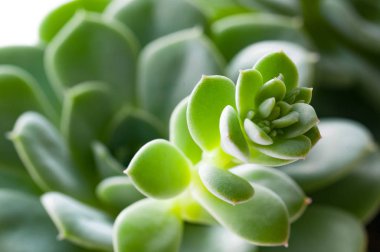 Çöl Botanik Bahçesi succulents kaktüs. Succulents kaktüs dekorasyon için. Kaktüs succulents bir saksı içinde. Kaktüs etli bitki closeup. Kaktüs etli bitkileri çeşitlilik. Kaktüs etli alanı. Kaktüs sulu Bahçe.