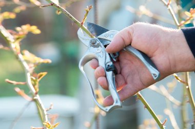Kesici alet Bush'larda budama el bahçıvan