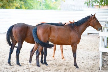 Çiftlikteki güzel atın fotoğrafı.