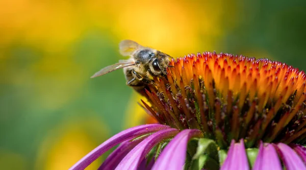 Karmienie Fioletowy Kwiat Pszczoła Miodna — Zdjęcie stockowe