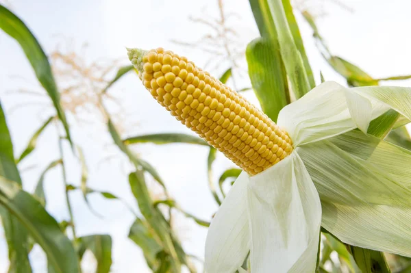 Corn farm.  A selective focus picture of corn cob in organic corn field
