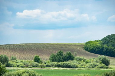 Tarım Gıda bizim dünya için bahar kırsal peyzaj alanı ve mavi gökyüzü ile bir panorama. 