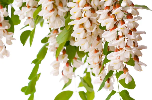 Branch Blossoming Witte Acacia Geïsoleerd — Stockfoto