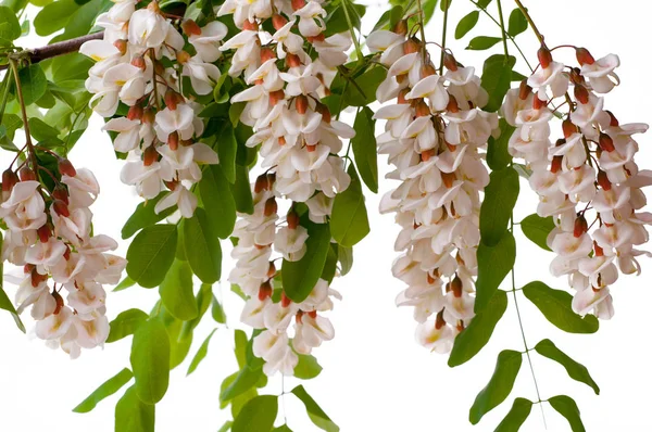 分離された白い花アカシア Ceratonia オオミゾガイ Siliqua — ストック写真
