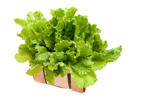 白い背景と 食品のコンセプトに新鮮な緑のレタス — ストック写真