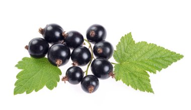 Siyah frenk üzümü dal üzerinde beyaz izole