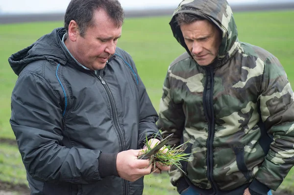 Agricultor Com Agrônomo Analisa Desenvolvimento Mudas Trigo Campo Primavera — Fotografia de Stock