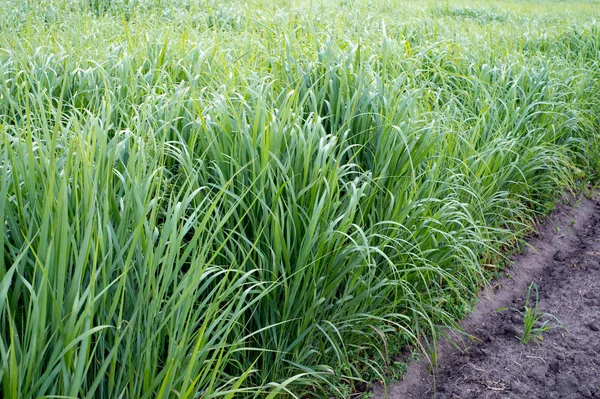 Renewable resource switchgrass for heating and production biofuel