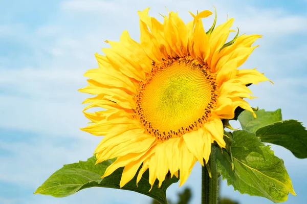 Tournesol Sur Fond Bleu Ciel Tournesols Ont Abondants Avantages Pour — Photo