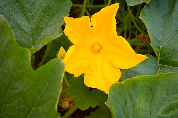 Zucchini Fleur Avec Des Feuilles Sur Plante Moelle Végétale Verte — Photo