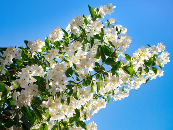 Gros Plan Des Fleurs Blanches Jasmin — Photo