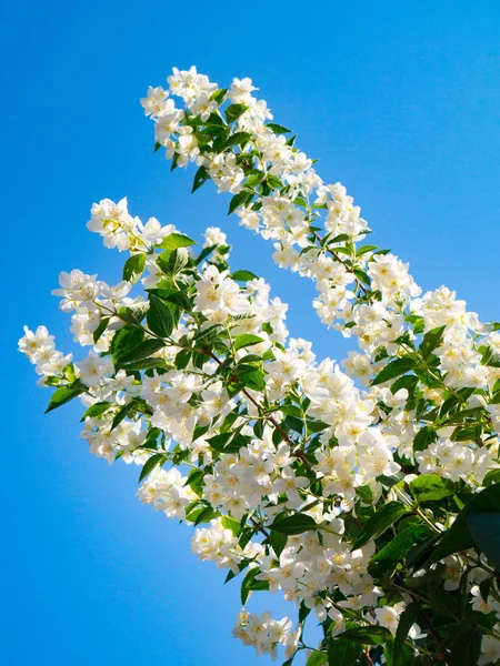 Jazmín Flores Primavera Sobre Fondo Azul Cielo —  Fotos de Stock