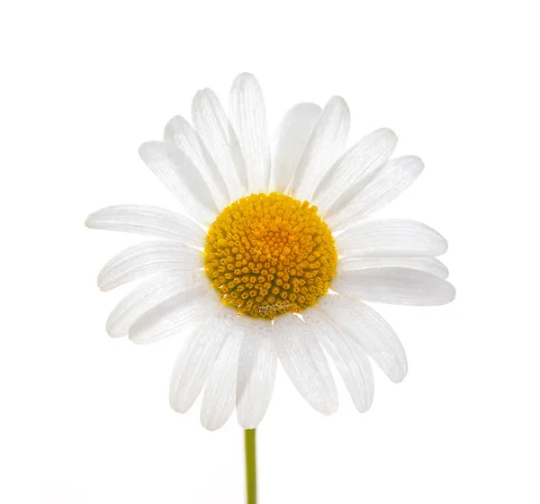 stock image close-up chamomile with drops of dew