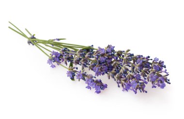 Beyaz arka plan üzerinde izole lavanta demeti.