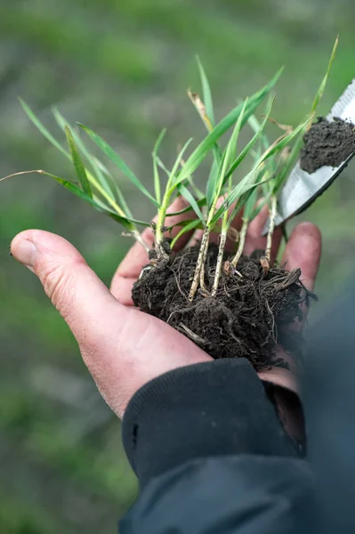 Yeşil buğday kırpma için tutan çiftçi ellerini developmen analiz — Stok fotoğraf