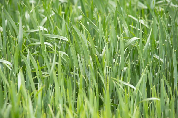 Young wheat seedlings growing in a field. Green wheat growing in — Stock Photo, Image