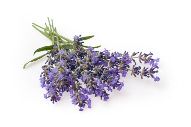 Beyaz arka plan üzerinde izole lavanta çiçek demeti