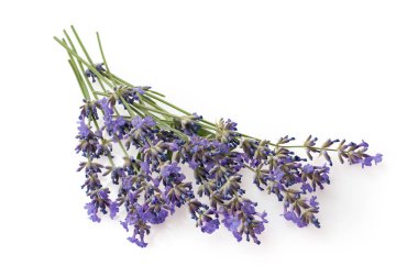 Taze kesilmiş kokulu lavanta bitki çiçek grup Whit üzerinde izole